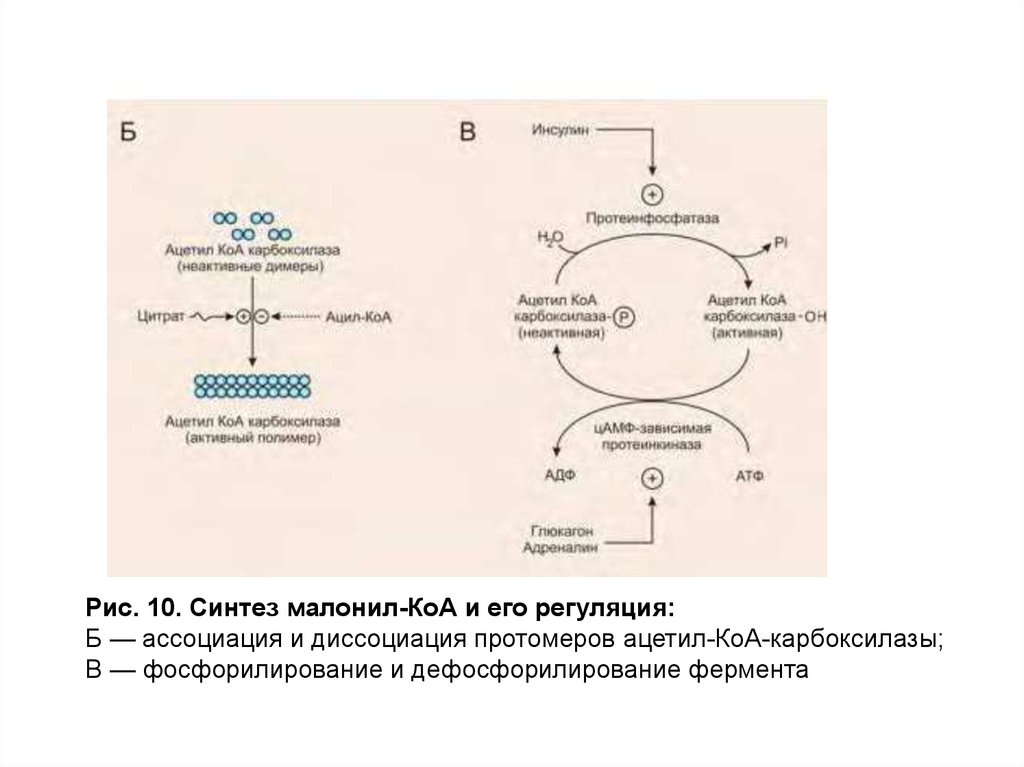 Ацетил сайт. Регуляция ферментов Ассоциацией и диссоциацией протомеров. Аллостерическими регуляторами ацетил-КОА-карбоксилазы являются:. Механизмы активации ацетил-КОА карбоксилазы. Активность ацетил КОА карбоксилазы.