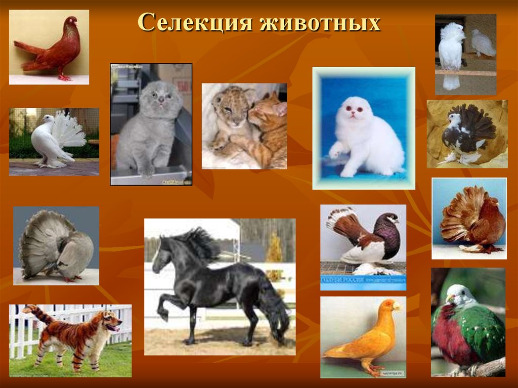 Селекции домашних животных