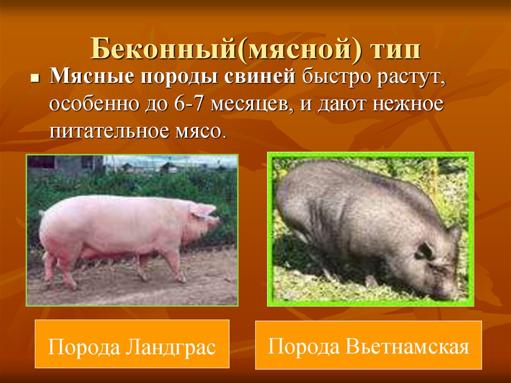 Направление пород свиней. Свиноводство породы свиней сальные. Породы свиней мясного беконного направления. Породы свиней мясные беконные сальные. Порода свиней Грин.