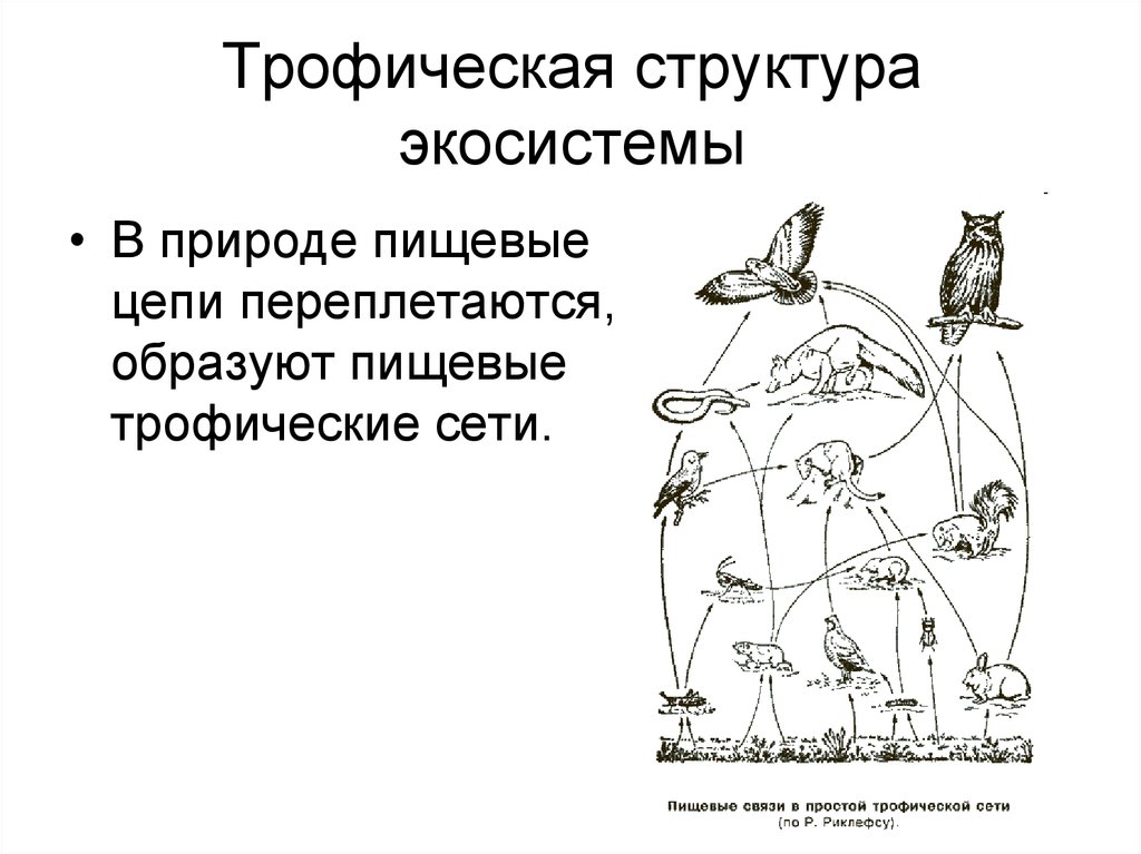 Из чего складывается трофическая структура сообщества. Трофическая структура пищевая цепь. Трофическая структура экосистемы. Пищевая цепочка биоценоза леса. Трофическая структура биоценоза.