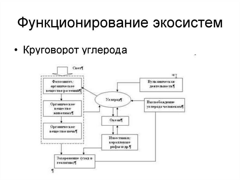 Заполните прямоугольники схемы круговорота углерода в природе следующими компонентами