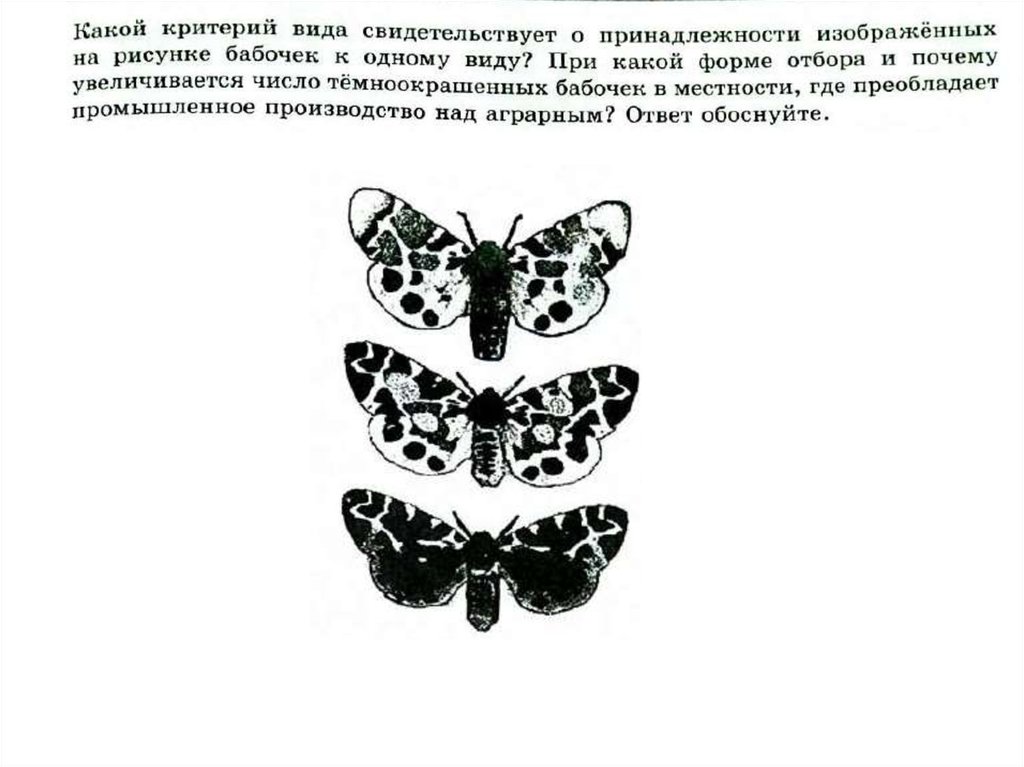 Какой вид 1. Всё о бабочках 1 класс. Всё о бабочках 1 класс бабочка Луговая желтушка.