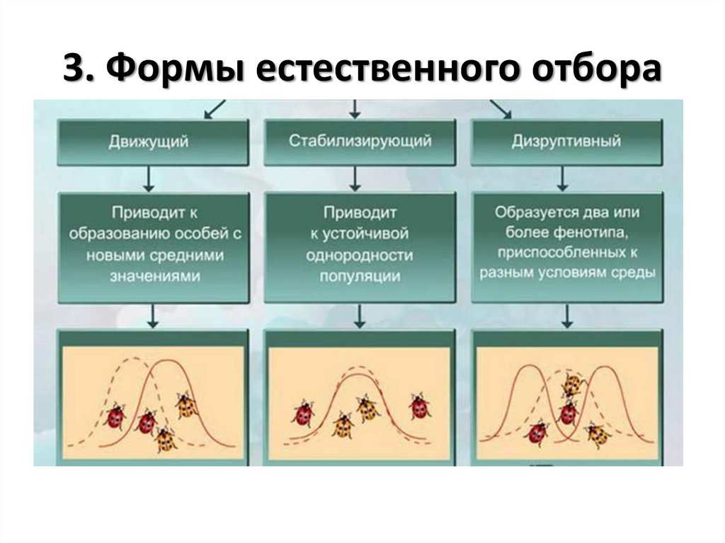 На схеме изображен отбор. Движущая стабилизирующая и дизруптивная форма естественного отбора. Формы естественного отбора 11 класс биология. Формы отбора движущий стабилизирующий дизруптивный.