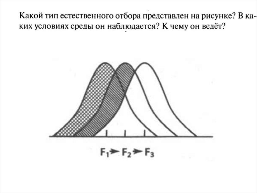 Какая форма отбора представлена на рисунке по каким признакам производился