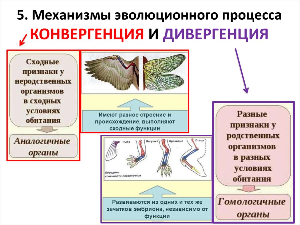 Эволюционные изменения птиц. Механизмы эволюции дивергенция конвергенция. Типы эволюционных изменений параллелизм конвергенция дивергенция. Эволюционные процессы конвергенция и дивергенция. Дивергенция и конвергенция примеры.