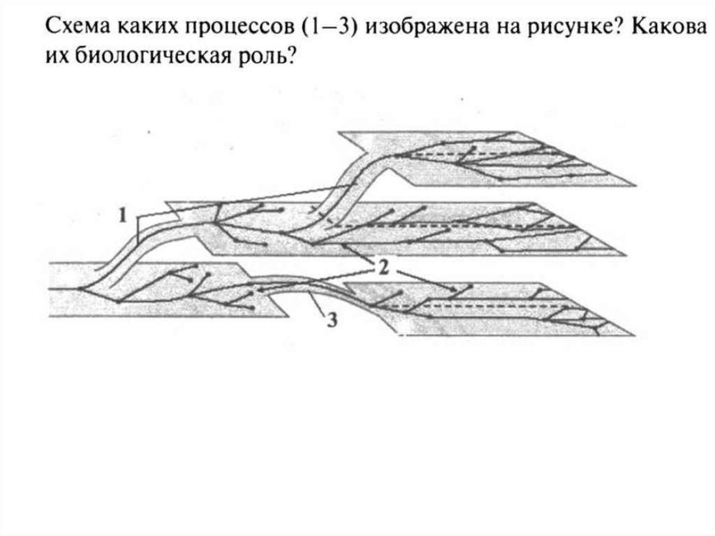 Схема каких процессов 1 3 изображена на рисунке какова их биологическая роль