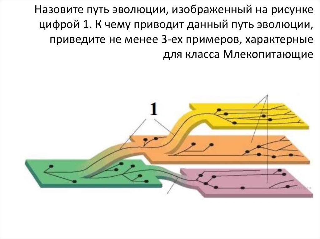 Пути эволюции схема