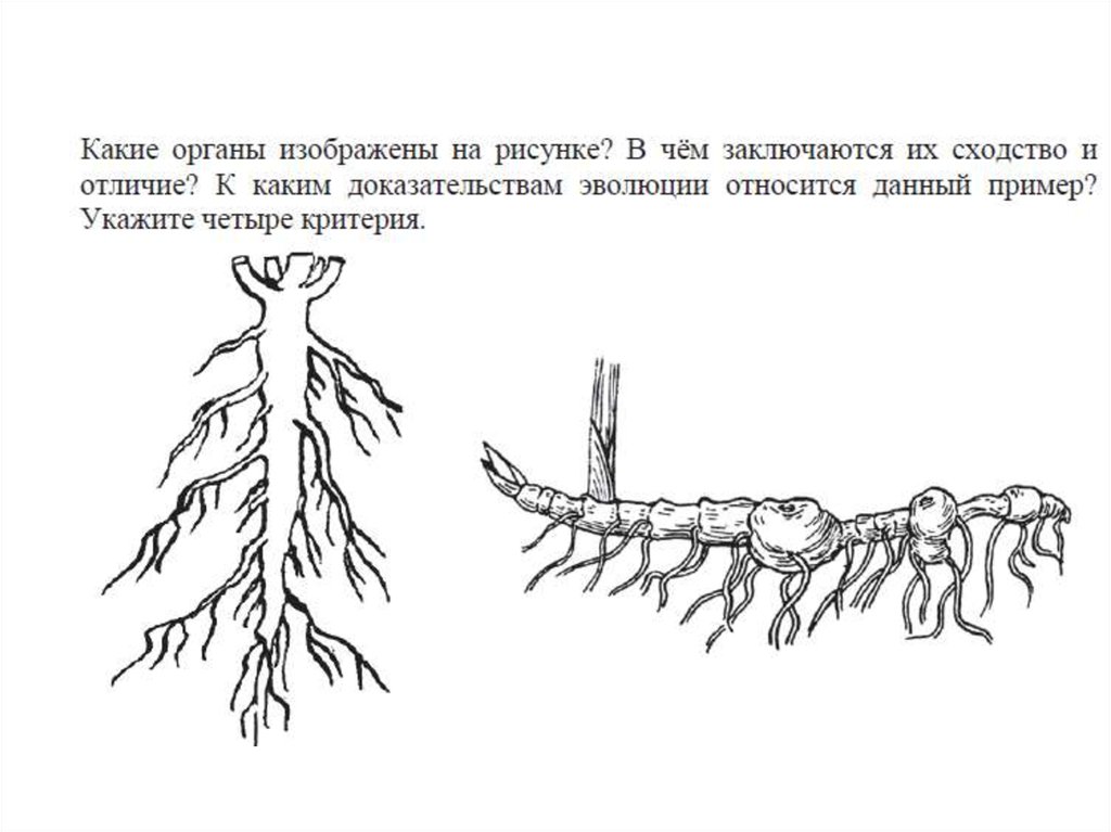 Животный какой корень. Какой орган изображен на рисунке. Какие органы изображены на рисунке в чем заключается. Корневище и корень различия. Какие органы изображены на рисунке к каким доказательствам эволюции.