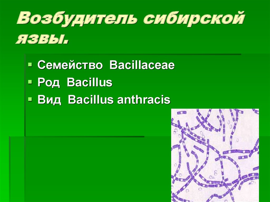 Возбудитель сибирской язвы. Сибирская язва возбудитель семейство. Сибирская язва таксономия. Возбудитель сибирской язвы семейство род вид. Систематика возбудителя сибирской язвы.