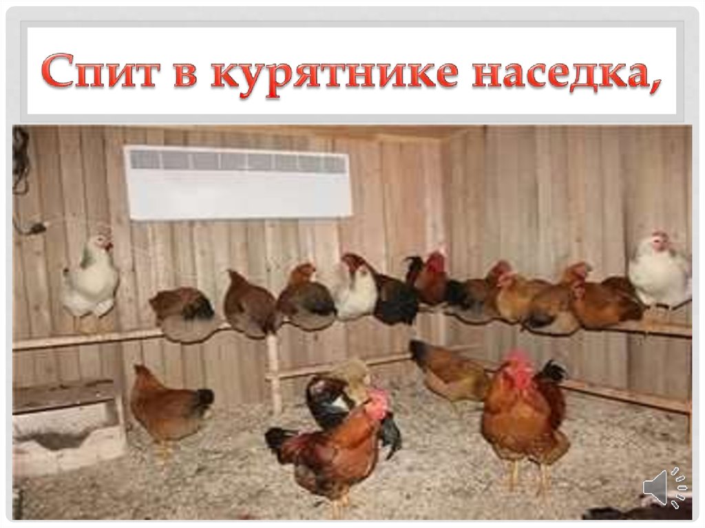 Спит в курятнике наседка,