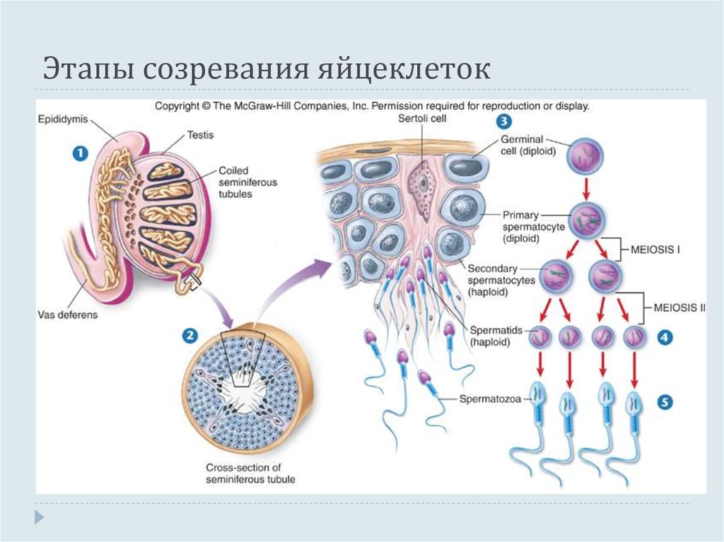 Этапы созревания яйцеклеток