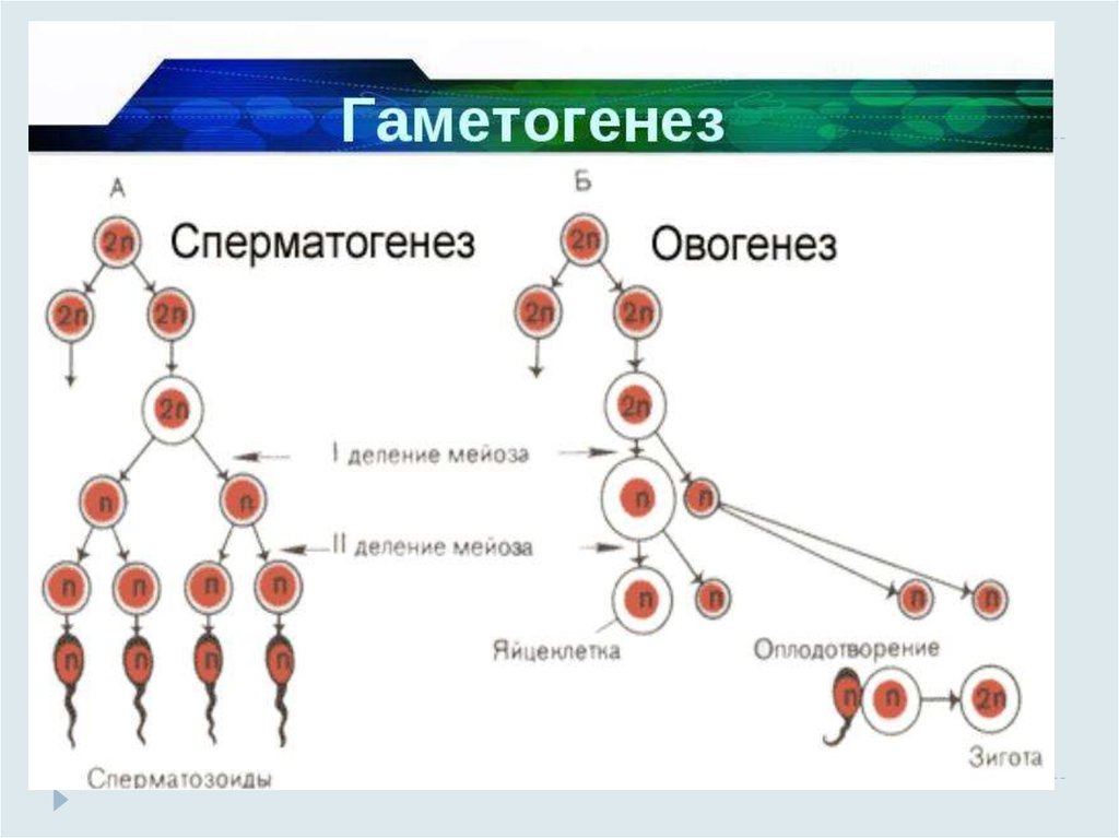 Процесс стадия сперматогенеза. Зона созревания овогенеза. Гаметогенез оогонии. Таблица стадии гаметогенеза овогенез. Первое деление мейоза в сперматогенезе.