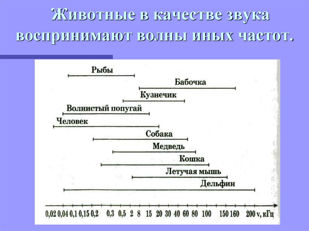 На рисунке приведены частоты воспринимаемые органами слуха некоторых животных собака медведь кошка