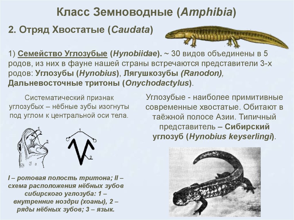 Класс земноводные или амфибии 7 класс презентация