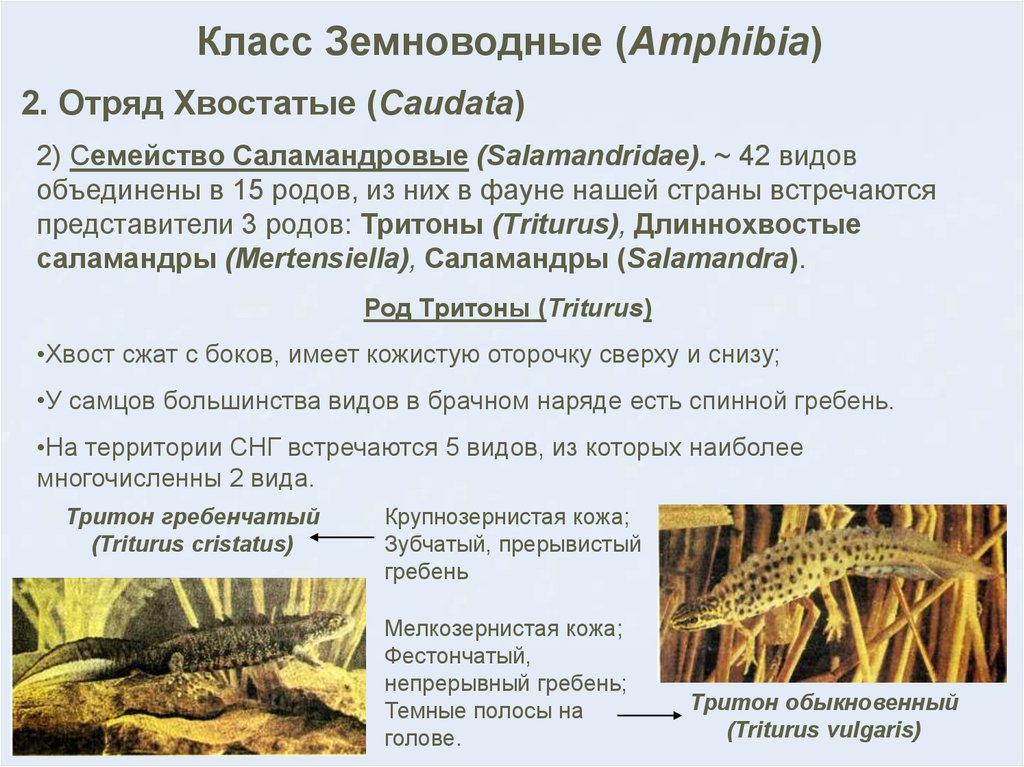 Контрольная работа класс земноводные или амфибии. Характеристика класса земноводных. Отряд хвостатые характеристика. Саламандровые характеристика семейства.