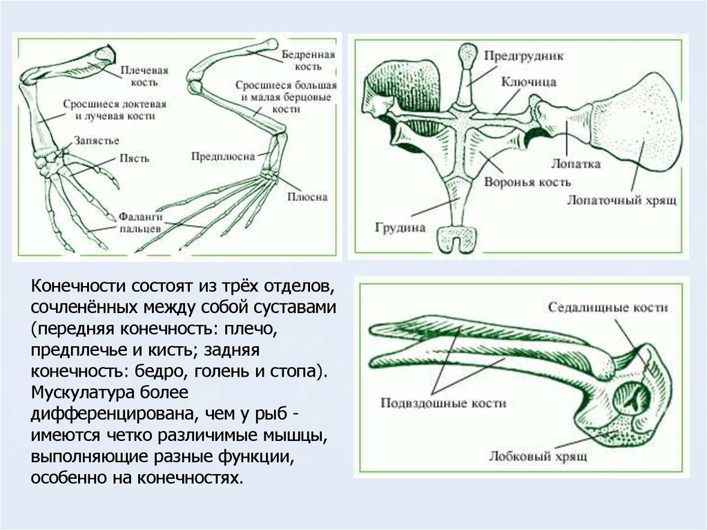 Кости передней конечности земноводных. Строение пояса передних конечностей лягушки. Пояс задних конечностей у земноводных 7 класс. Строение пояса задних конечностей лягушки. Скелет лягушки пояс передних конечностей.