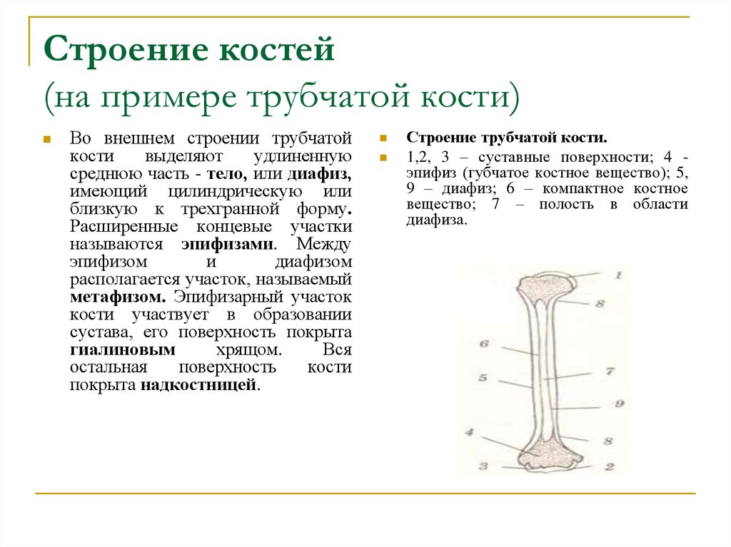 Какие функции выполняют трубчатые кости. Строение трубчатой кости эпифиз диафиз. Внешнее и внутреннее строение трубчатой кости. Трубчатая кость эпифиз диафиз метафиз. Строение длинной трубчатой кости.