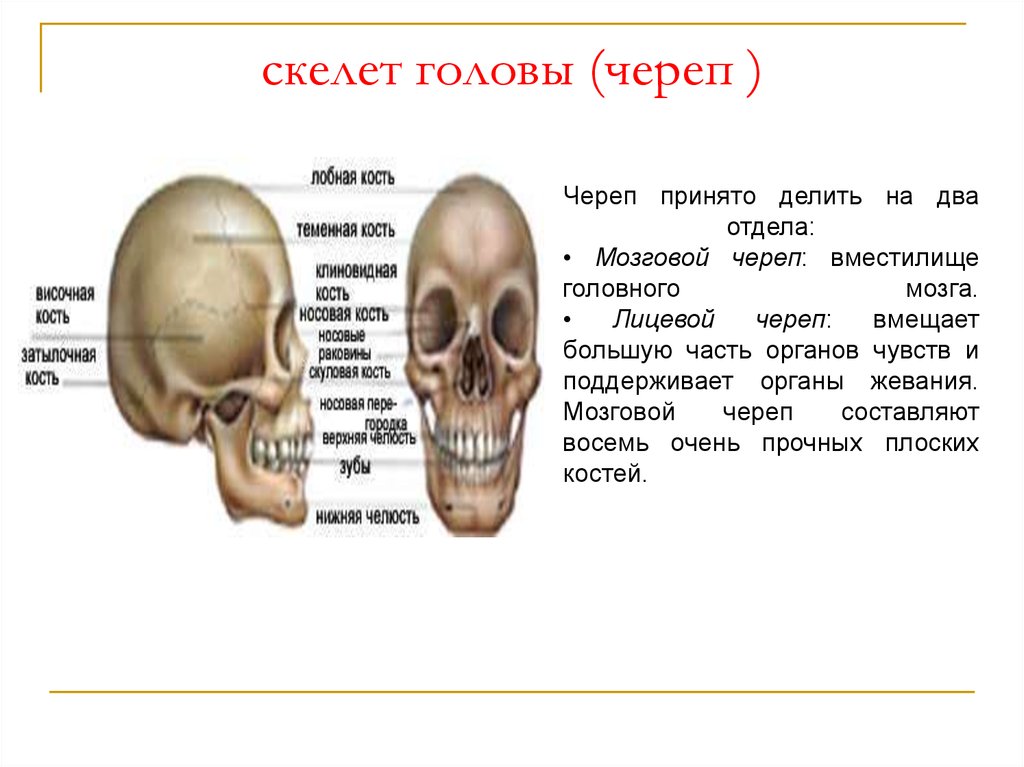 Скелет головы особенности строения. Скелет головы возрастные особенности черепа. Возрастные особенности костей мозгового черепа. Скелет головы череп. Строение мужского и женского черепа.