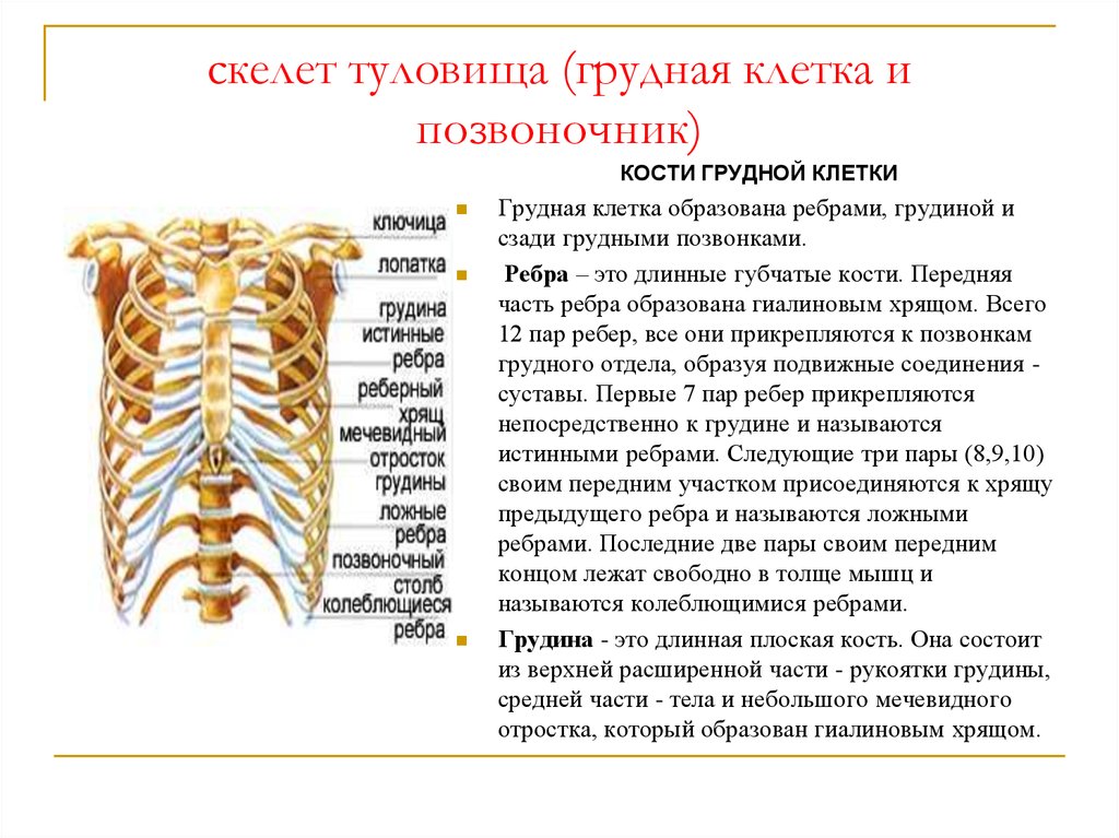 Скелет состоит из хрящевой ткани. Кости туловища Грудина ребра. Анатомия скелет грудной клетки ребра Грудина. Кости туловища спереди. 1. Грудная клетка (строение грудной клетки и функция.