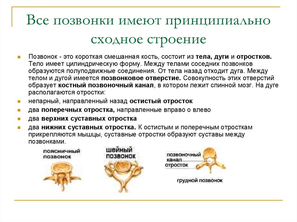 Каждый позвоночник состоит из тела и дуги. Что имеют все позвонки. Что общего у всех позвонков. Все позвоночные имеют. Кость состоит из тела и отростков.