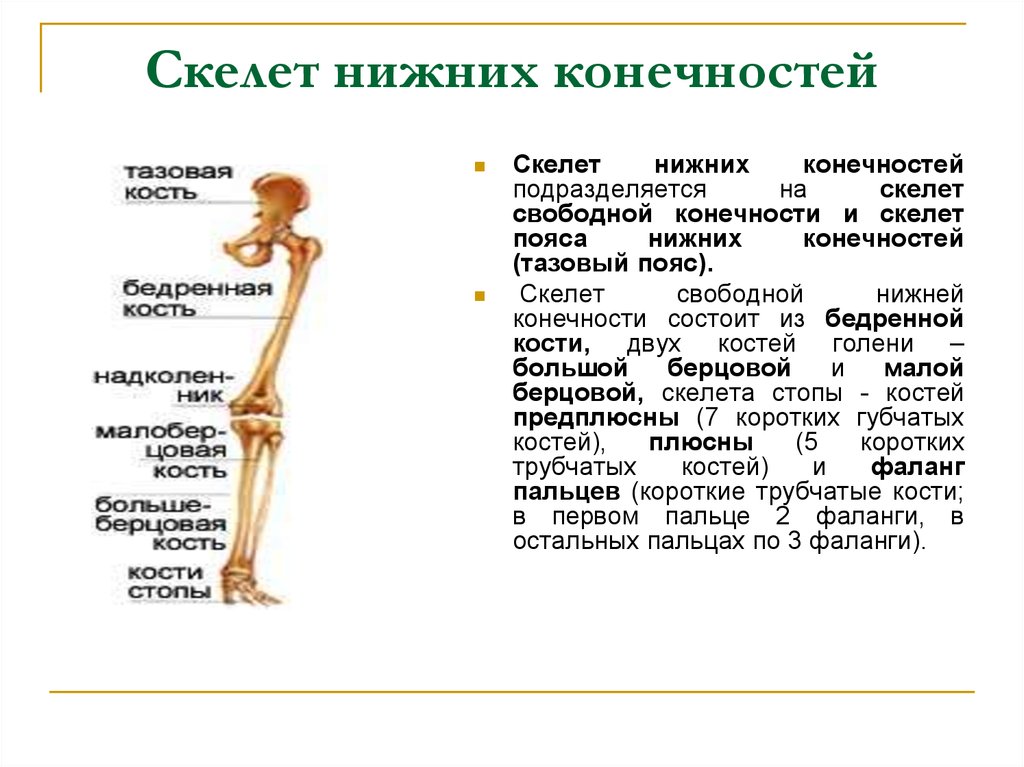 Бедренная кость тип соединения костей. Кости скелета нижней конечности их соединения. Соединение костей скелета нижней конечности. Скелет свободной нижней конечности функции. Кости свободной нижней конечности и их соединения.