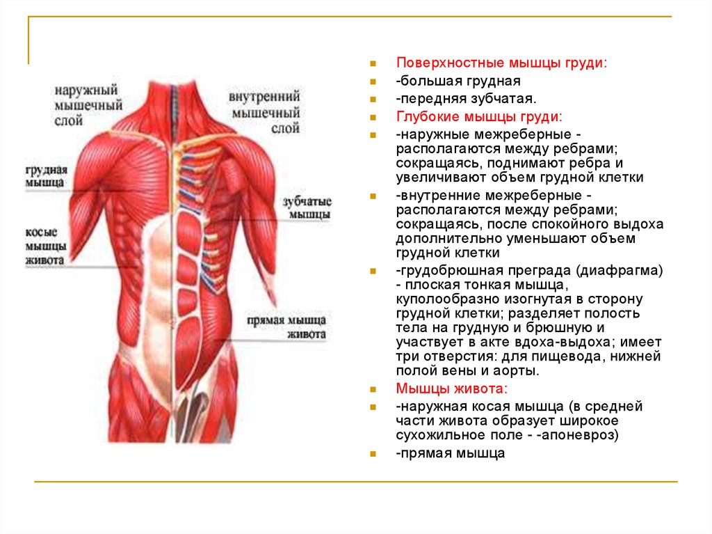 Мышцы груди схема