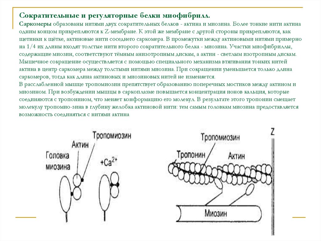 Более тонко. Сократительные и регуляторные белки миофибрилл. Сократительные и регуляторные белки в саркомере. Строение сократительных и регуляторных белков. Регуляторный белок скелетной мышцы.