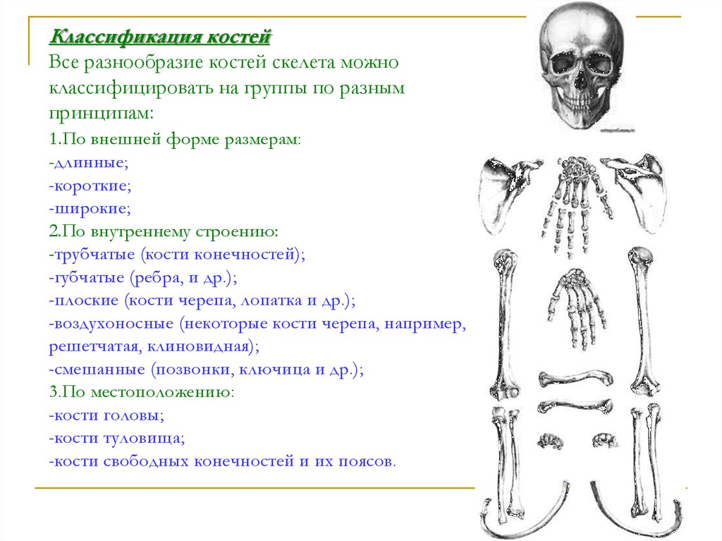 Губчатые кости кости конечностей. Строение и форма костей классификация костей. Классификация костей трубчатые губчатые. Классификация и строение костей части скелета. Внешнее строение и форма костей классификация костей.