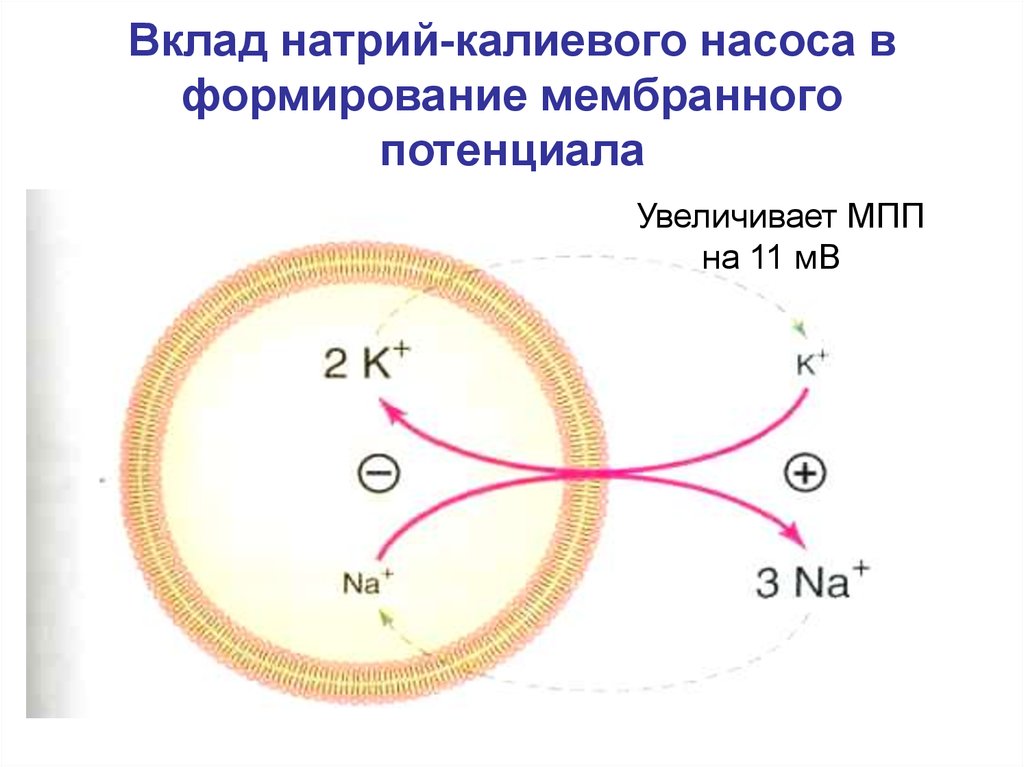 Механизм формирования мембранного потенциала