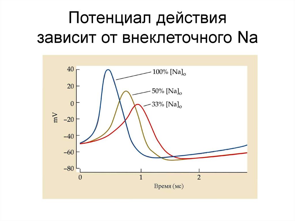 Потенциал клетки. Потенциал действия в разных тканях. Форма потенциалов действия в различных тканях. Внеклеточная регистрация потенциала действия. Частота потенциала действия.