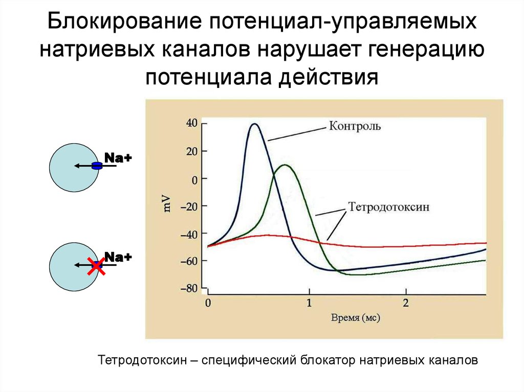 Механизмы генерации потенциала