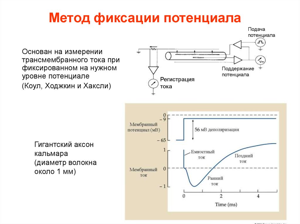 Измерение мембранного потенциала