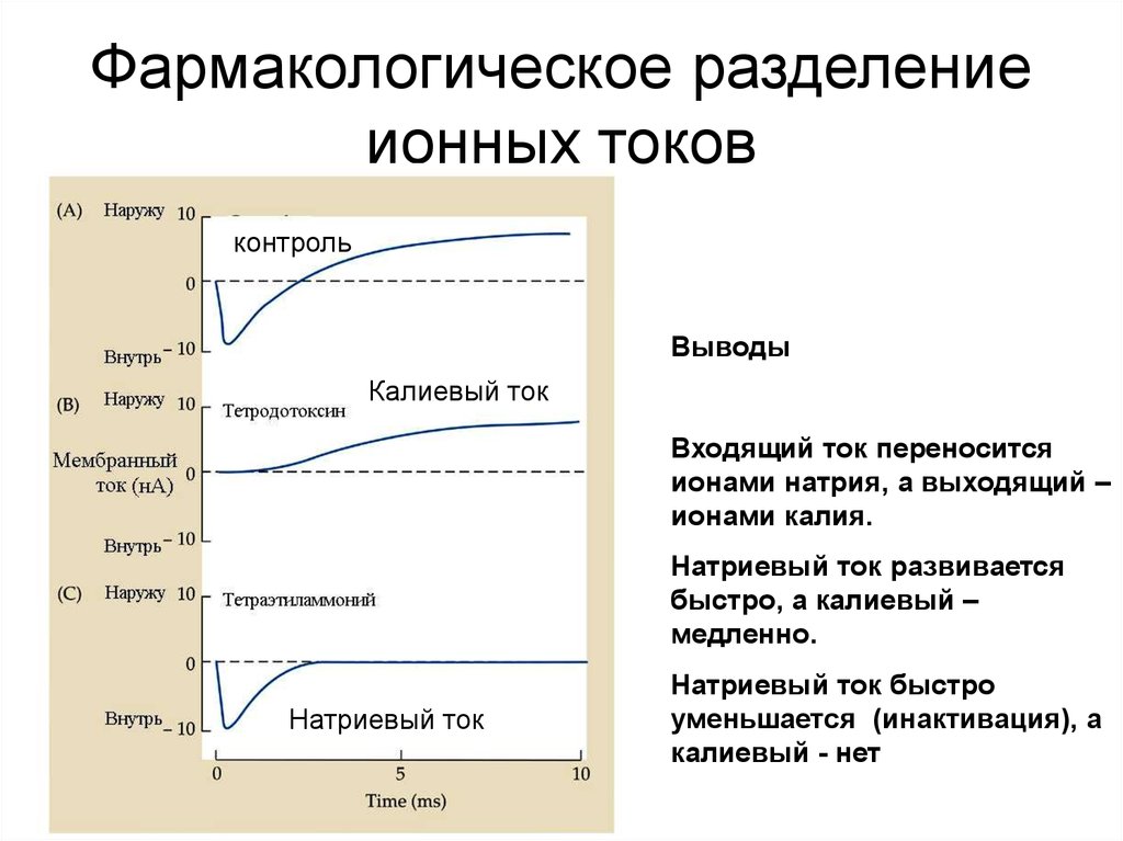 Входящий ток. Калиевый ток. Входящий натриевый ток.