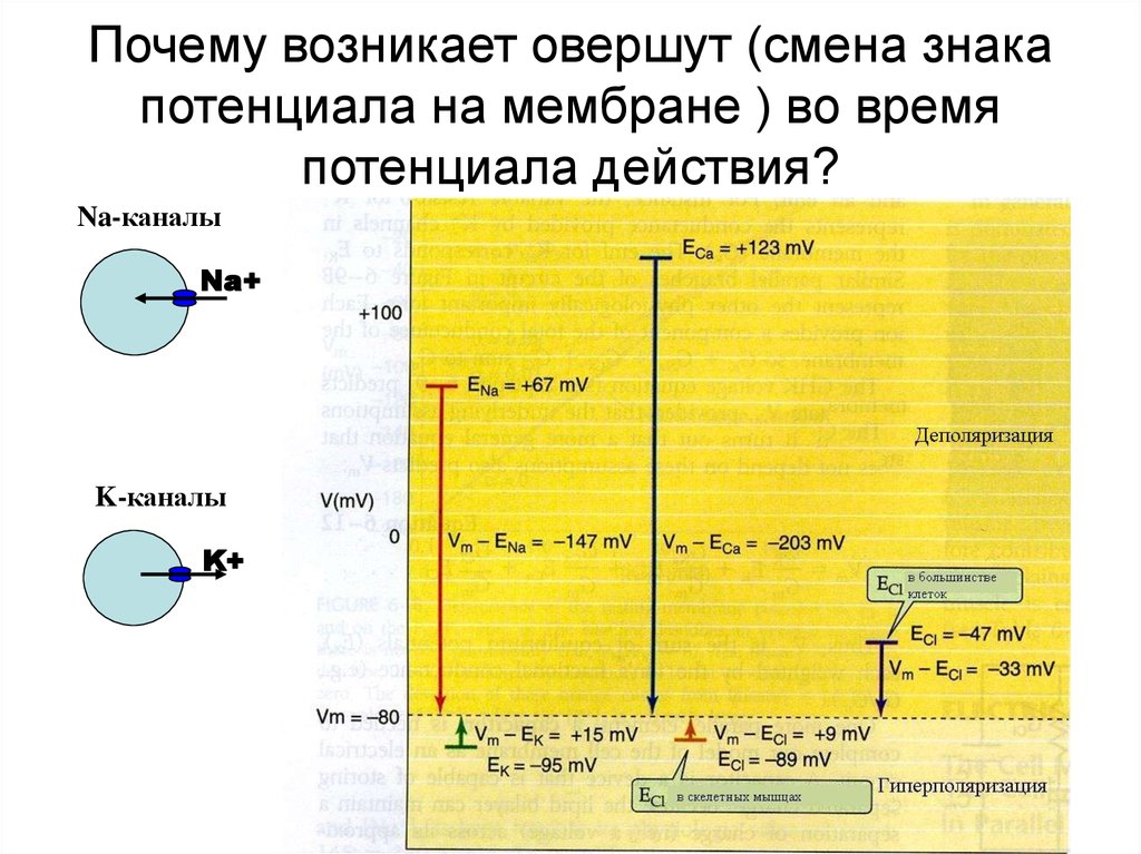 Потенциал клетки