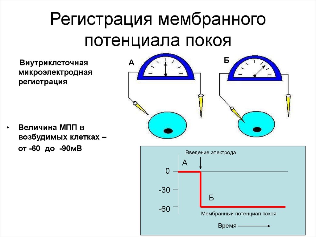 Мембранный потенциал покоя. Методы регистрации потенциала покоя. Метод регистрации потенциала покоя физиология. Регистрация и измерение потенциала покоя.. Методы регистрации мембранного потенциала.