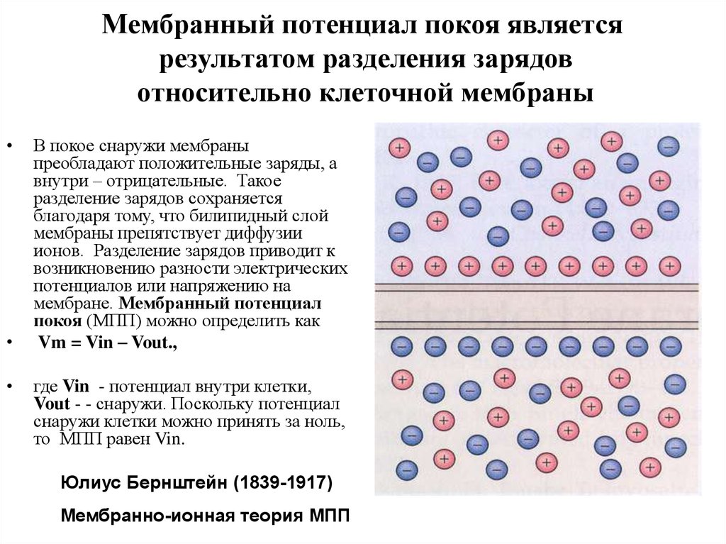 Мембрана потенциалы