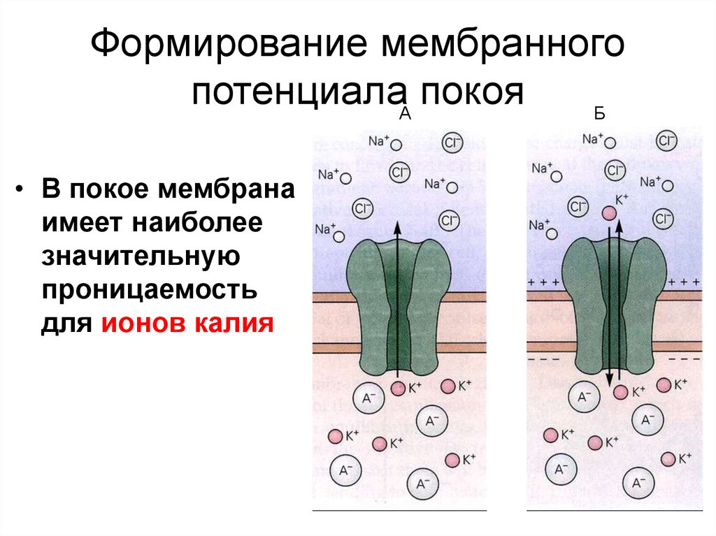 Механизм формирования мембранного потенциала