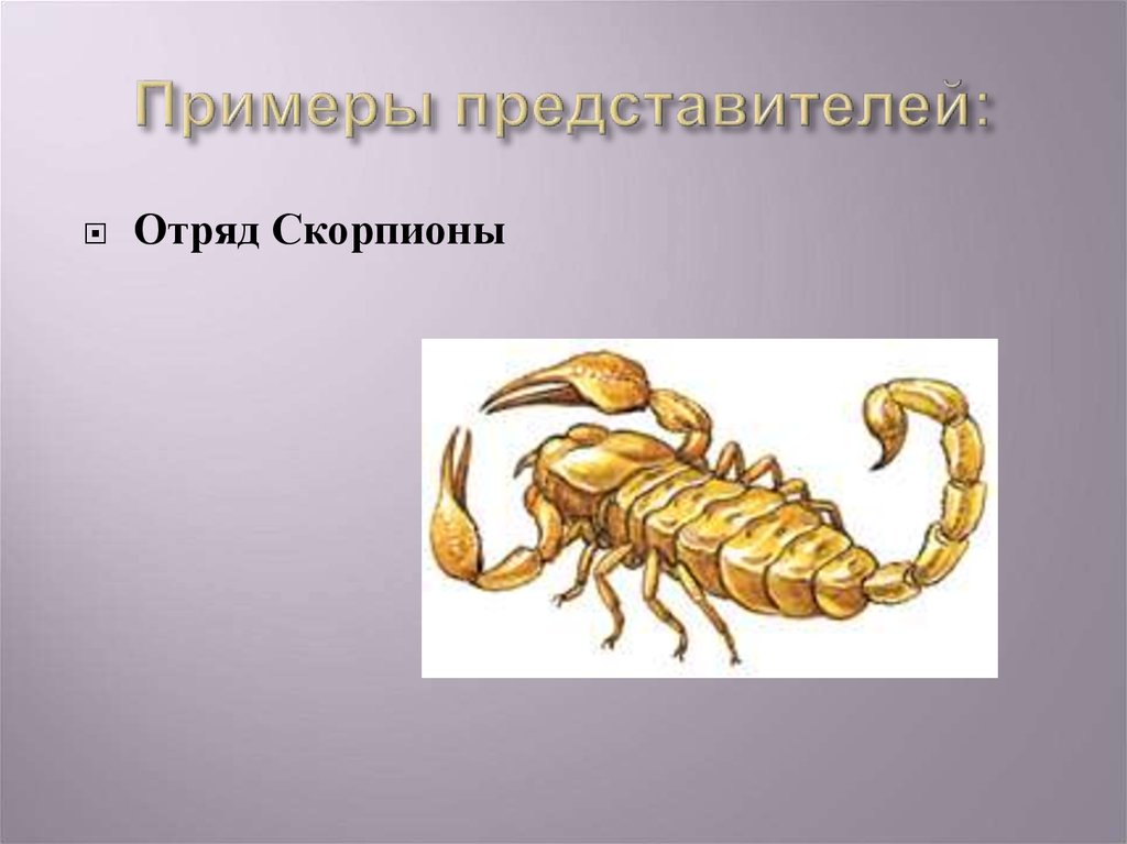 Какой тип развития характерен для скорпиона. Паукообразные отряд Скорпионы. Скорпион отряд членистоногих. Класс паукообразные отряд Скорпионы. Членистоногие ракообразные Скорпион.