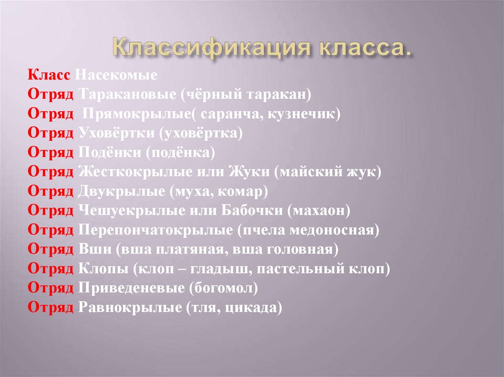 Отряды класса насекомые. Систематика класса насекомые. Класс насекомые классификация. Классификация насекомых по отрядам. Класс насекомые отряды.