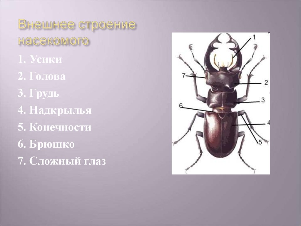 Найдите отделы тела. Черный таракан голова грудь брюшко. Отделы тела черного таракана. Членистоногие голова грудь. Отделы тела черного таракана голову грудь брюшко.