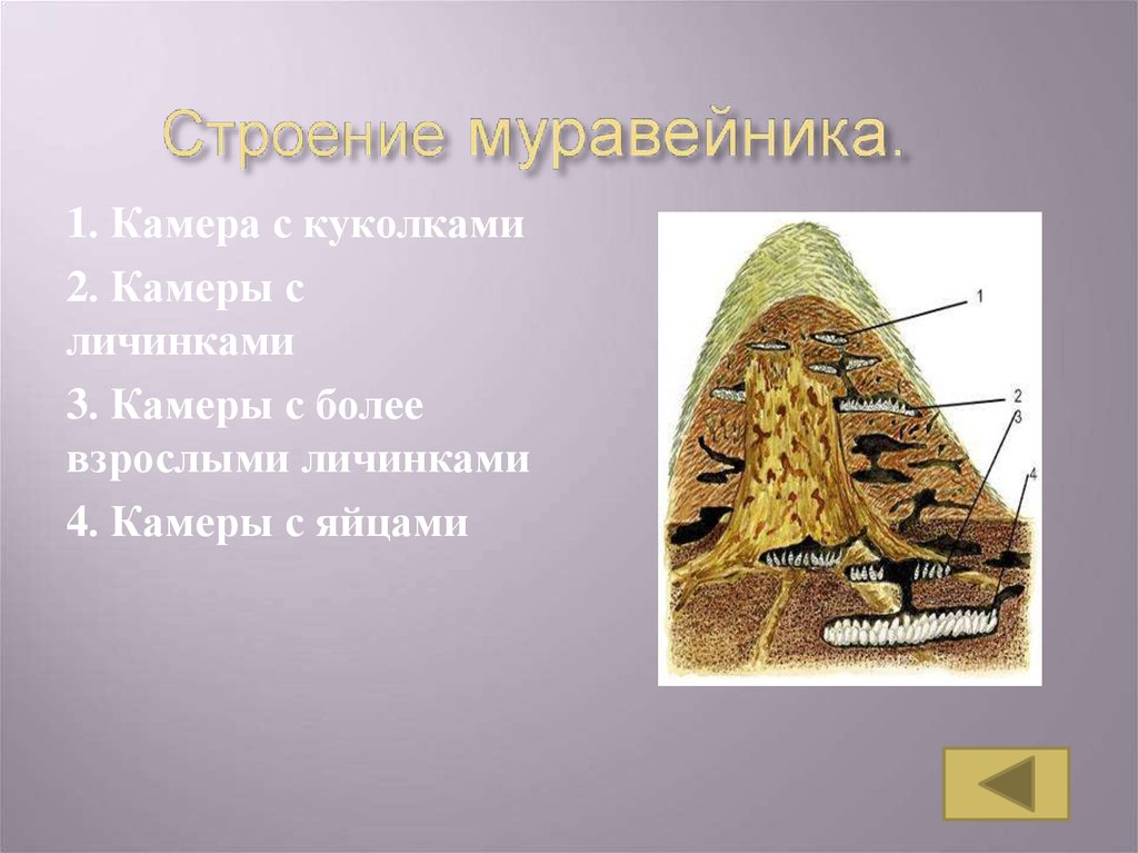 Схема муравейника в разрезе