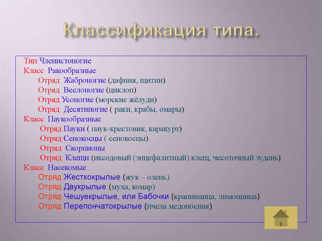 Систематическая категория членистоногих. Классификация типа Членистоногие. Схема классификации типа Членистоногие. Систематика типа членистоногих. Общая характеристика и систематика членистоногих.