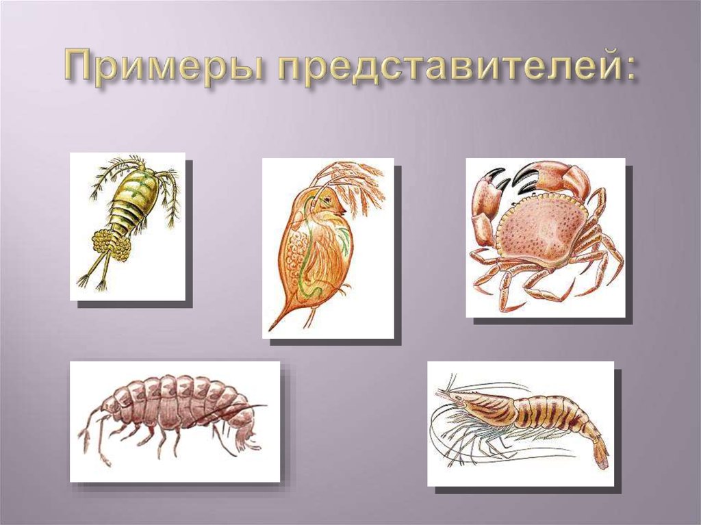 Ракообразные представители. Членистоногие ракообразные. Многообразие ракообразных. Класс ракообразные.