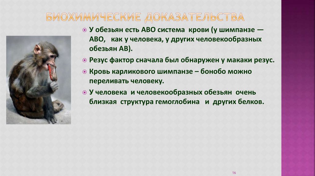 Шимпанзе прилагательное по смыслу. Биохимические сходства человека и приматов. Биохимические сходства человека и обезьяны. Сходство человека с приматами. Человек и обезьяна сходства и различия.