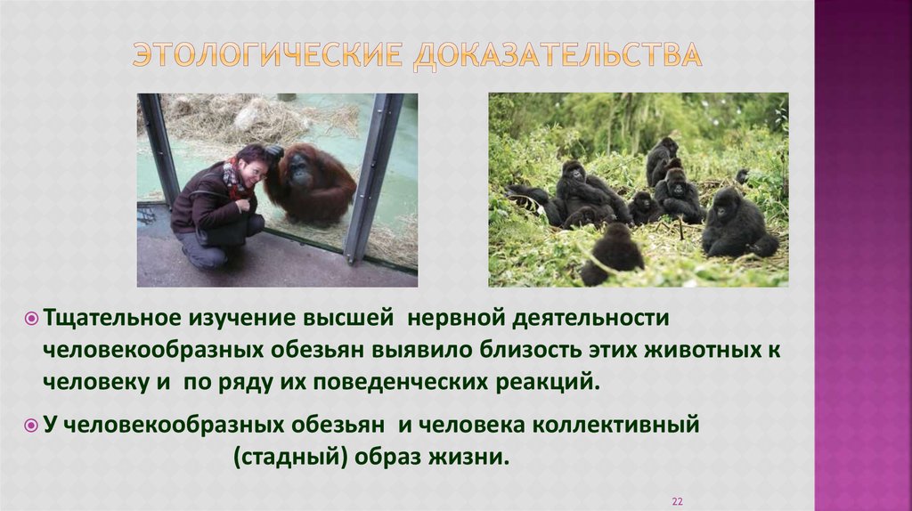 Образ жизни человекообразных обезьян. Высшая нервная деятельность человекообразных обезьян. ВНД человека и человекообразной обезьяны. Образ жизни человека и обезьяны. Этологические доказательства.