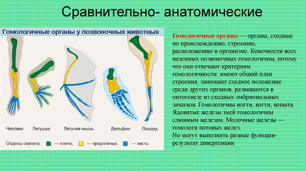 Функция скелета передних конечностей. Эволюция передних конечностей наземных позвоночных. Гомологичные органы передние конечности позвоночных животных. Мравнительноанатомические органы. Сравнительно анатомические органы.