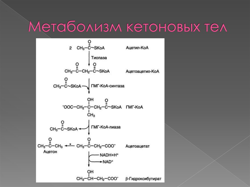 Теле синтез. Синтез кетоновых тел из ацетил-КОА. Образование кетоновых тел в реакции ацетона. Схема образования в организме кетоновых тел. Реакции биосинтеза кетоновых тел.