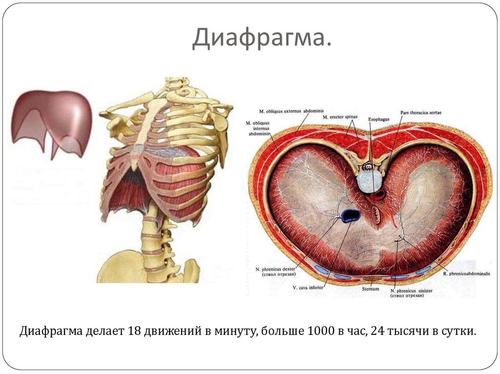 Диафрагма находится. Диафрагма человека анатомия расположение. Диафрагма брюшной полости анатомия. Строение диафрагмы человека. Диафрагма на скелете.