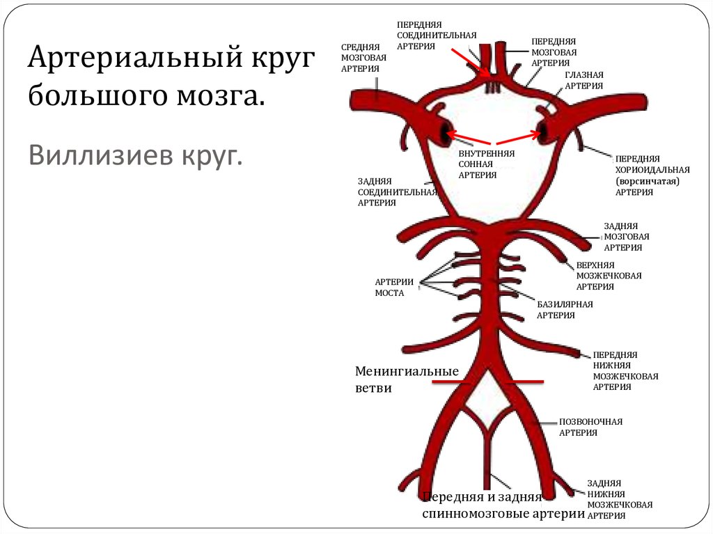 Кровоснабжение головного мозга презентация