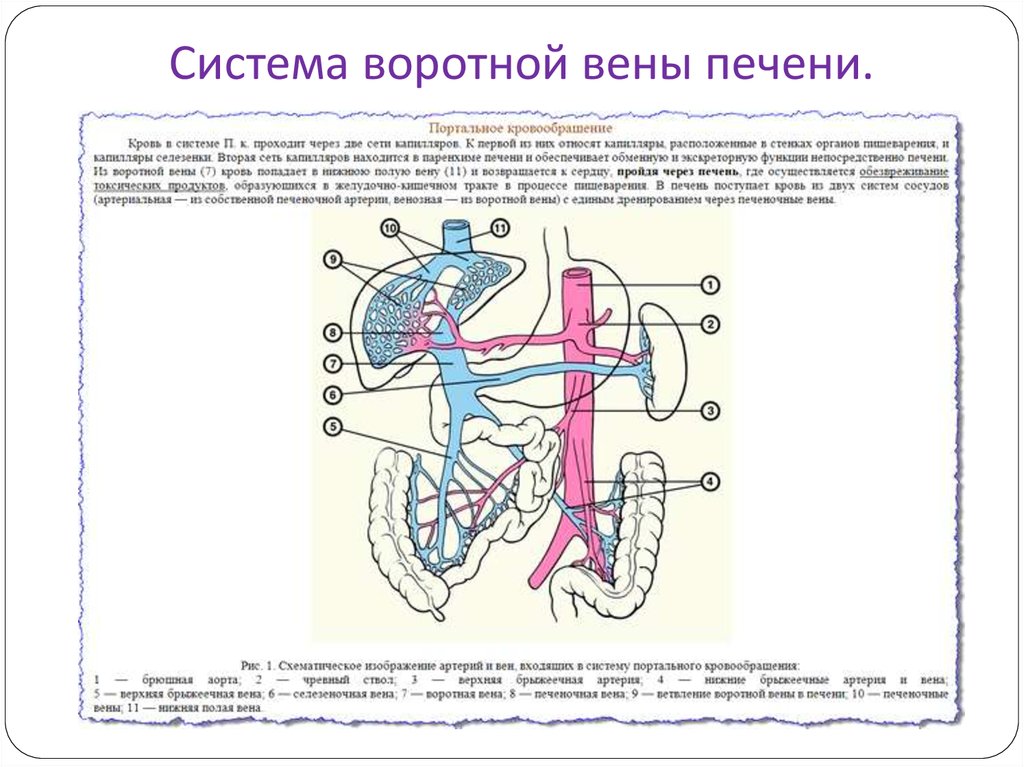 Печень движение крови. Система воротной вены печени схема движения крови. Кровоснабжение печени анатомия воротная Вена. Система воротной вены схема. Воротная система печени схема.
